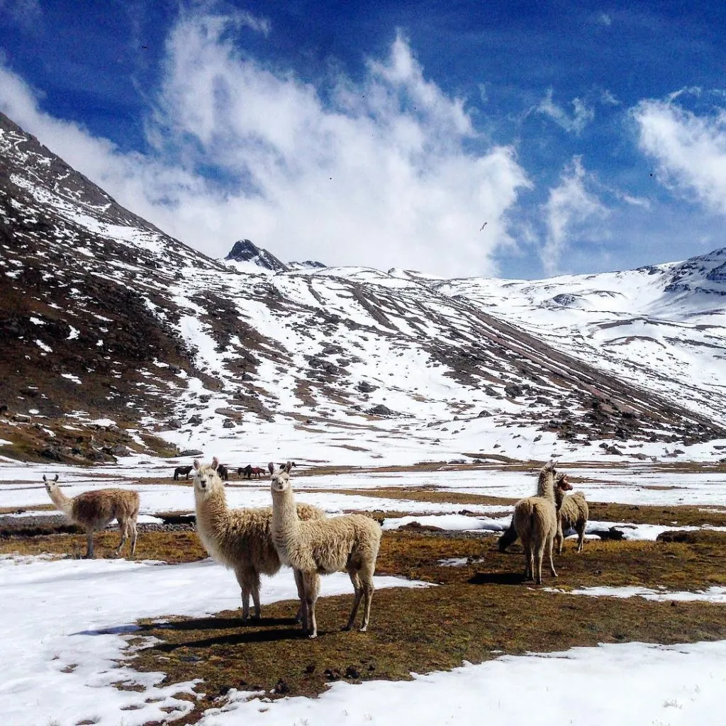 llamitas